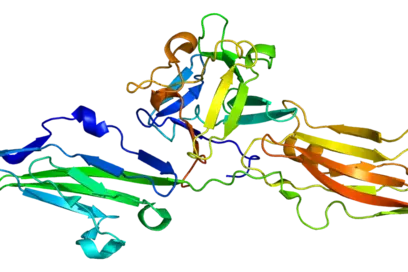 Die Abbildung zeigt ein 3D-Modell eines Proteins, das aus verschiedenen gefalteten Strukturen besteht. Die Farben variieren und umfassen Blau, Grün, Gelb und Orange, was die unterschiedlichen Bereiche des Proteins darstellt. Es verdeutlicht die komplexe Form und Anordnung der Aminosäuren.