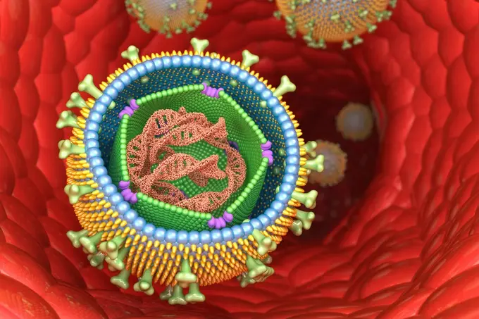 3D illustration of virus particles, including an open Epstein-Barr virus with visible DNA and protein shell in a blood vessel.