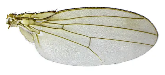 Flügel einer weiblichen Drosophila