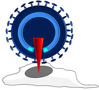 An illustration of a viral particle depicted with spikes surrounding a central core. A red arrow points downward toward a grey area on a white surface, symbolizing a focus point or target related to the virus. The image conveys a scientific or health-related concept.