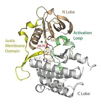 Proteinstruktur des FLT3-Rezeptors