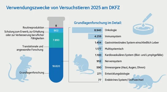 Das Bild zeigt ein Diagramm zu den Verwendungszwecken von Versuchstieren am DKFZ im Jahr 2025. Die Hauptkategorien sind Grundlagenforschung, translatable und angewandte Forschung. Die häufigsten Forschungsbereiche sind Onkologie, Immunsystem und gastrointestinale Systeme, zusammen mit weiteren spezifischen Anwendungen.