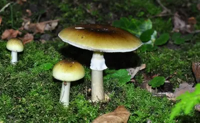 Knollenblätterpilz.