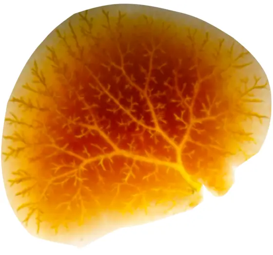 Verzweigte Blutgefäße der Maus-Leber