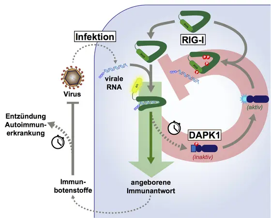 Beginn und Ende einer Immunreaktion: Der Rezeptor RIG-I erkennt die Erbinformation von Viren, bindet an die Virus-RNA und schüttet antivirale Botenstoffe aus (grüner Pfeil). Diese Stoffe aktivieren das erworbene Immunsystem. Mit Zeitverzögerung wird auch das Enzym DAPK1 aktiviert, das verhindert, dass es zu einer überschießenden Immunreaktion kommt.