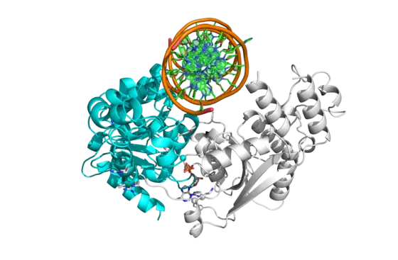 SMARCA ist beim Burkitt-Lymphom oft von Mutationen betroffen (Modell der Proteinstruktur)