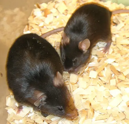 Ganglioside beeinflussen das Körpergewicht: Links eine Maus, die keine Ganglioside in ihrem Hypothalamus produzieren kann und deshalb mehr zunimmt als ihr Artgenosse gleichen Alters (rechts).