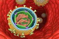 Das Bild zeigt eine farbige, schematische Darstellung von Viren, die sich in einem roten Zellinneren befinden. Im Vordergrund ist ein großes Virus mit einer detaillierten Struktur zu sehen, umgeben von mehreren kleineren Viren.
