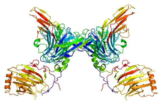 Computergenerierte Proteinstruktur der Kinase AXL