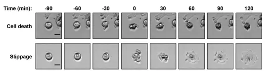 Figure 3 Figure 3