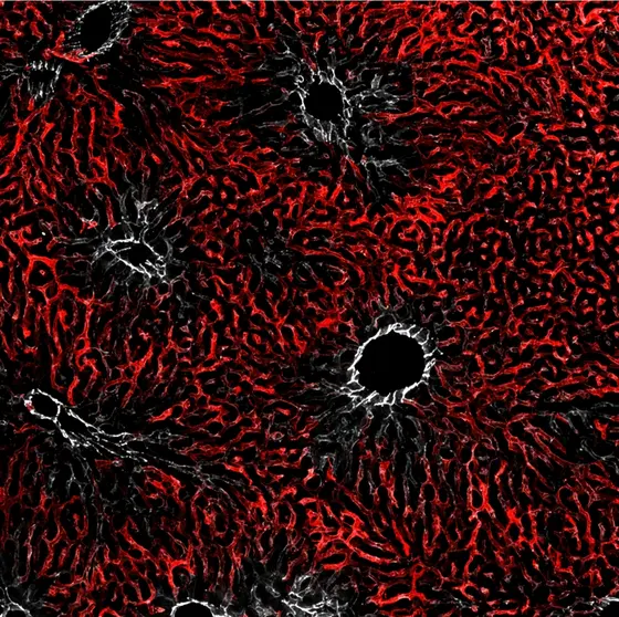 Immunfluoreszenzmikroskopische Darstellung der Kapillaren der Leber mit zwei räumlich differenziell exprimierten Endothelzellmarkern (rot, LYVE1; grau, CD31)