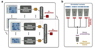 Das Bild zeigt ein Diagramm mit zwei Hauptabschnitten. Abschnitt a umfasst Module zur Vorhersage von Phänotypen basierend auf Genbeeinträchtigungen. Abschnitt b zeigt, wie annotierte Varianten in eine Gen-Einbettung mit einem Genbeeinträchtigungsscore umgewandelt werden.