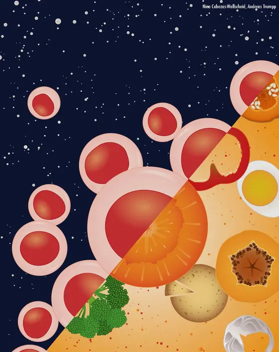 Vitamin A, das in Lebensmitteln wie Karotten, Brokkoli oder Fisch enthalten ist, reguliert die Blutstammzellen.