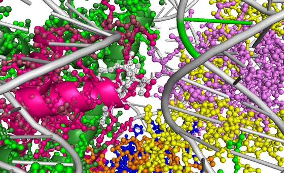 Without the ELP1 assembly and folding of proteins does not function properly any more.