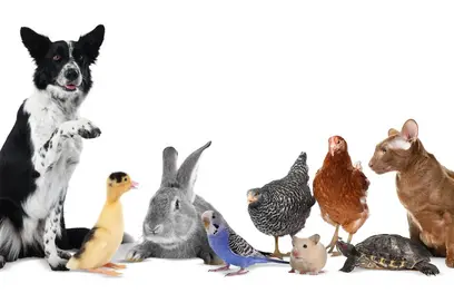 Eine Gruppe verschiedener Tiere steht nebeneinander: ein Hund, eine Eule, ein Kaninchen, Küken, ein Huhn, ein Pinguin, eine Schildkröte und ein Kater.