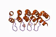 Das Bild zeigt ein 3D-Modell eines Proteins mit mehreren spiralförmigen Strukturen in Orange und lila. Kleinere Moleküle sind in einer Kombination von Farben am unteren Teil des Modells dargestellt, was chemische Bindungen andeutet.