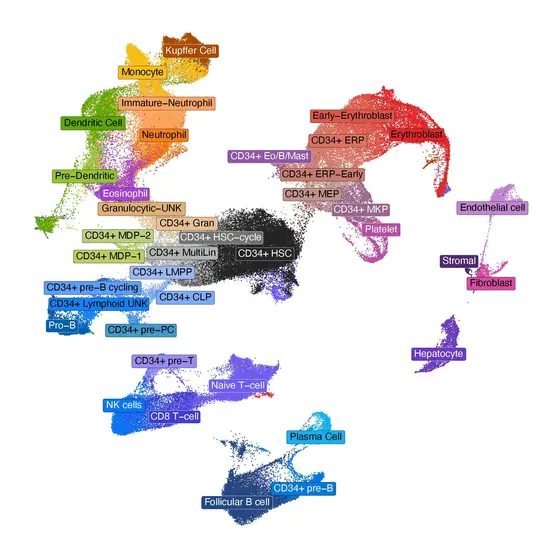 Eine farbige Datenvisualisierung zeigt verschiedene Zelltypen des menschlichen Körpers, darunter dendritische Zellen, Erythroblasten und T-Zellen, jeweils durch unterschiedliche Farben und Bezeichnungen hervorgehoben. Die Anordnung der Punkte stellt Beziehungen oder Kategorien unter den Zellen dar.