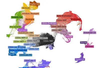 Eine farbige Datenvisualisierung zeigt verschiedene Zelltypen des menschlichen Körpers, darunter dendritische Zellen, Erythroblasten und T-Zellen, jeweils durch unterschiedliche Farben und Bezeichnungen hervorgehoben. Die Anordnung der Punkte stellt Beziehungen oder Kategorien unter den Zellen dar.