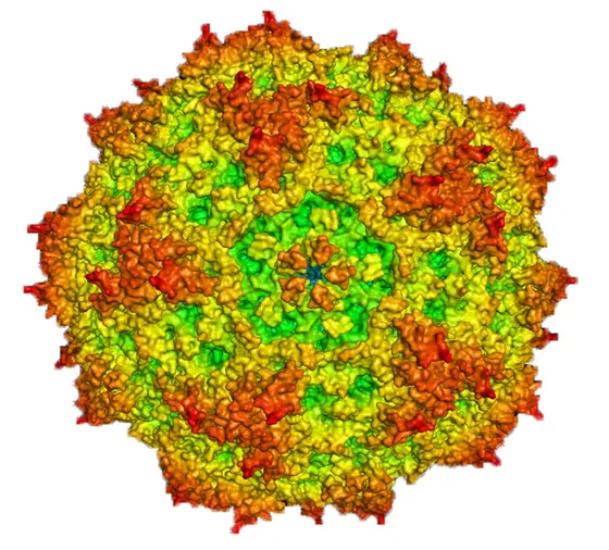 Computergenerierte Darstellung eines Parvovirus H1, Antonio Marchini, Deutsches Krebsforschungszentrum