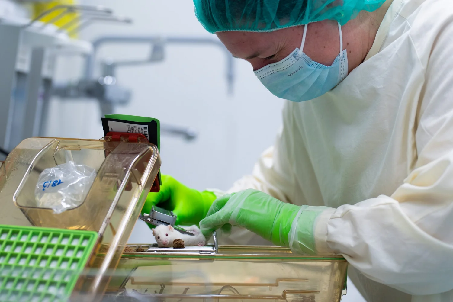 Eine Person in Schutzkleidung und Maske arbeitet an einem Tisch. Sie misst eine kleine weiße Maus, die auf einem transparenten Behälter liegt. Die Person trägt grüne Handschuhe und konzentriert sich auf die Aufgabe. Im Hintergrund sind Laborausrüstungen zu sehen.
