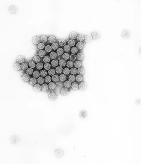 Human papillomaviruses