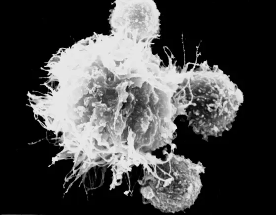 T cells surrounding a dendritic cell