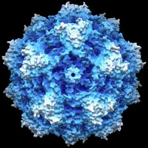 Computergenerierte Darstellung eines Parvovirus