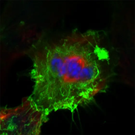 Mikroskopische Darstellung einer Zelle mit gefärbten Strukturen. Der Zellkern ist in Blau und Rot markiert, umgeben von grünen Fasern, die die Zellstruktur darstellen. Die Farben deuten auf verschiedene Zellbestandteile hin und helfen, die zellulären Prozesse zu verstehen.