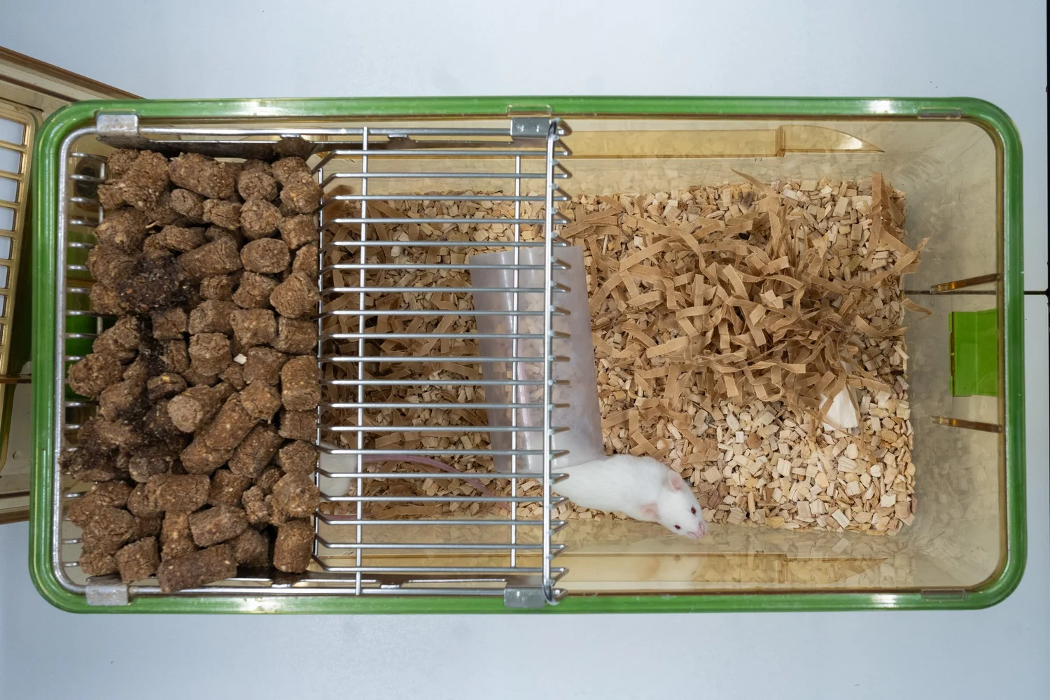 Ein Käfig für Kleintiere ist in zwei Bereiche unterteilt. Links befinden sich große Futterpellets, während rechts Holzspäne als Einstreu liegen. In der Mitte läuft ein weißes Mäuschen auf dem Einstreu.