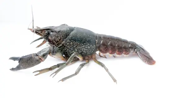 Ausgewachsener Marmorkrebs (Procambarus virginalis).