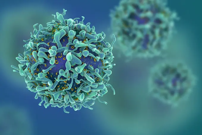 Cg render of t-cells or cancer cells Die Abbildung zeigt eine grafische Darstellung von T-Zellen, die wichtige Immunzellen des Körpers sind. Die Zellen erscheinen rundlich mit einer komplexen, strukturierten Oberfläche und sind in einem verschwommenen Hintergrund angeordnet. Diese Darstellung unterstreicht ihre Rolle im Immunsystem und in der Krebsforschung.