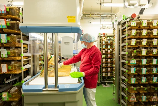 Eine Person in rotem Oberteil und Schutzkleidung arbeitet an einem Tisch in einer Laborumgebung. Im Hintergrund sind Regale mit beschrifteten Behältern zu sehen. Die Person trägt eine Haube und Mundschutz und nutzt Handschuhe.