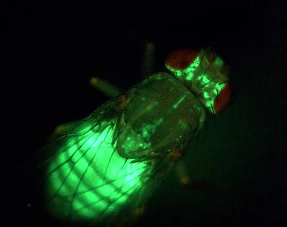 An Fliegen lässt sich der Energiestoffwechsel gut erforschen. Hier wird das Körperfett der Fliege durch das fluoreszierende Protein GFP (“green fluorescent protein“) sichtbar gemacht.