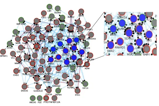 Das Bild zeigt ein komplexes Netzwerk von Genen und Proteinen, das eine Analyse der Rolle eines Schlüsselregulators in der Metastasierung von Ewing-Sarkom darstellt. Einige Gene sind hervorgehoben, um deren Bedeutung für die Prognose zu verdeutlichen.