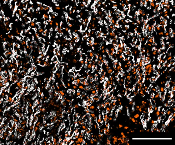 Placental vessels of the mouse