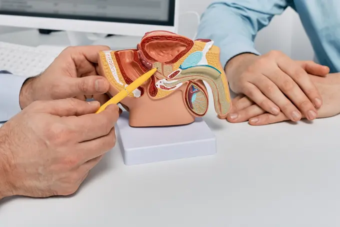 A medical professional uses a pencil to point at a detailed anatomical model of the male reproductive system, while a patient watches attentively. The setting suggests a consultation or educational discussion about human anatomy.