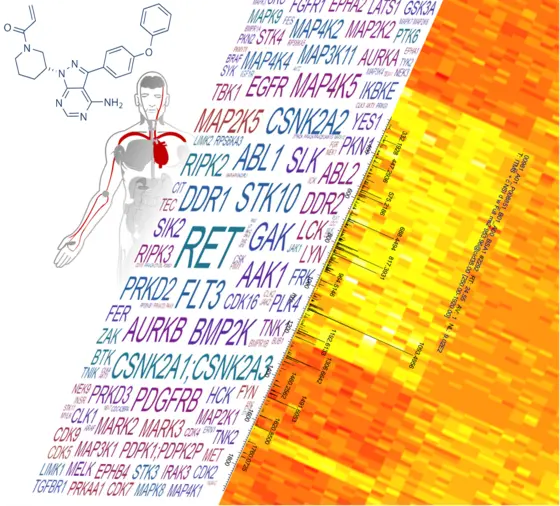 Proteomic research the big way: The study analyzed the mechanism of action and application potential of 243 kinase inhibitors for cancer medicine.