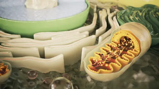 Mitochondrien sind die Kraftwerke unserer Zellen. Modifikationen der mitochondrialen RNA steigern die Proteinsynthese und fördern die invasive Ausbreitung von Krebs.