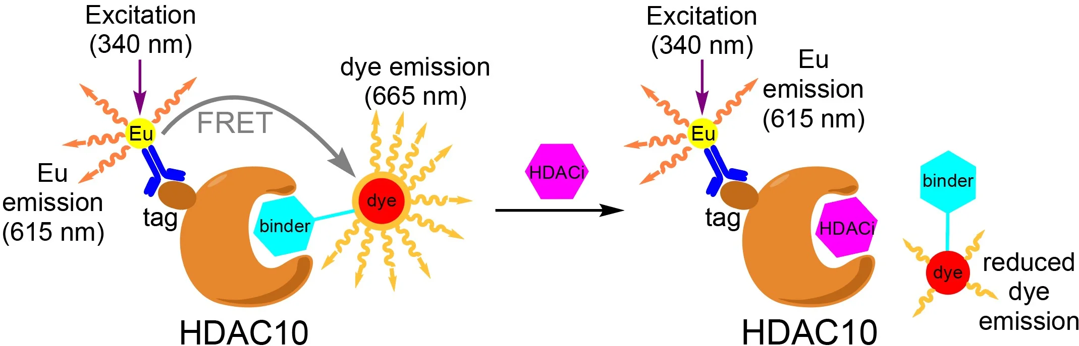 The image illustrates a biochemical process involving HDAC10, highlighting two states during excitation at 340 nm. It shows FRET interactions causing dye emissions at 665 nm and Eu emissions at 615 nm, with a visual transition indicating reduced dye emission upon binder interaction.