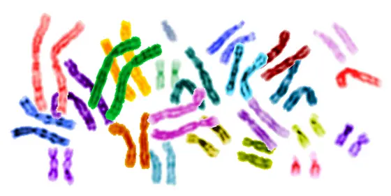 Bei Krebs sind nicht alle Chromosomen in gleichem Maße von Mutationen betroffen