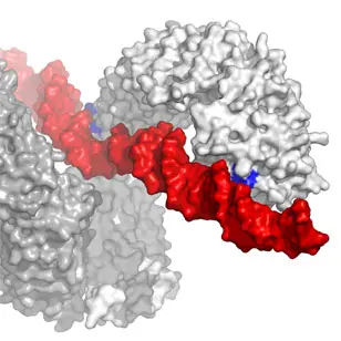 Das strangförmige Erbgut der bakteriellen Erreger oder kurze Oligonukleotide (DNA, hier rot dargestellt) werden durch den Sensor Toll-like Rezeptor 9 (TLR9; weiß) an zwei Bindungsstellen (blau markiert) gebunden, wodurch der Immunzelle Gefahrensignale gemeldet werden bzw. die Wirkung von Impfstoffen verstärkt wird. Vermutlich arbeiten bei der Erkennung zwei TLR Moleküle (weiß und grau) zusammen.