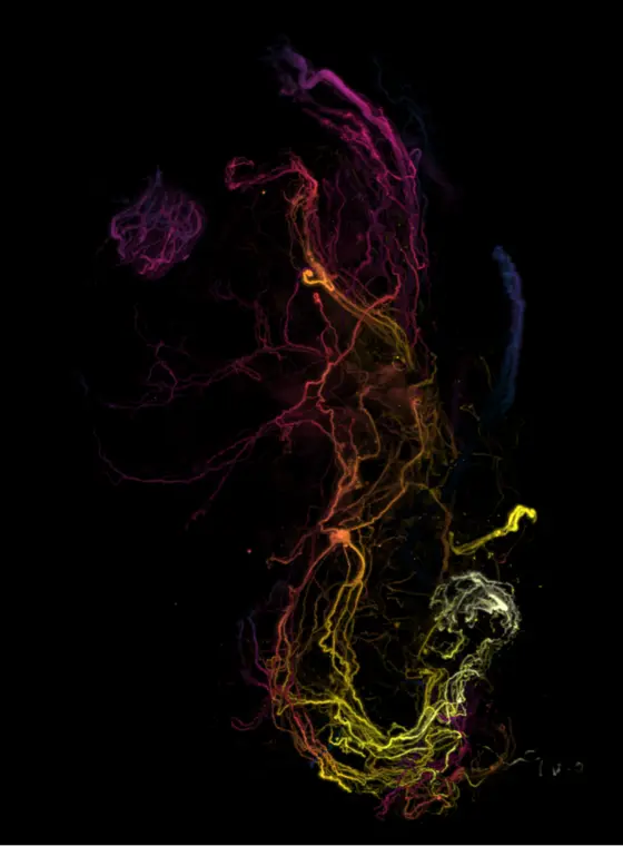 Eine abstrakte Darstellung von leuchtenden Linien in verschiedenen Farben, die sich in einer dunklen Umgebung bewegen. Die Farben umfassen Rot, Gelb, Weiß und Blau, und die Linien scheinen dynamisch und fluid zu sein, was eine energiegeladene Atmosphäre erzeugt.