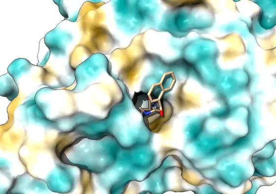 Der Inhibitor DKFZ-748 bindet passgenau an das Enzym HDAC 10
