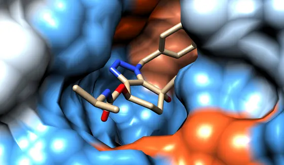 A compound binds to an enzyme and inhibits its function