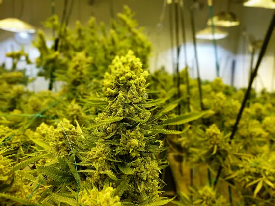 Blühende Cannabispflanze