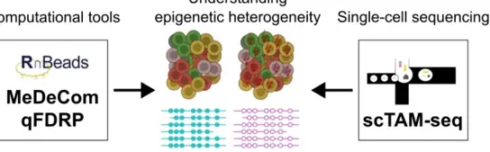 Die Grafik zeigt ein schematisches Diagramm zur Epigenomik, mit zwei Gruppen von Zellen, die durch verschiedene Farbkreise dargestellt werden. Unterhalb sind zwei unterschiedliche DNA-Muster in verschiedenen Farben zu sehen, ergänzt durch die Logos von RnBeads und einer grafischen Darstellung von Analyseverfahren.