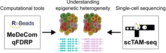 Illustration depicting cellular structures and epigenomic patterns. On the left, there are clusters of cells represented with colored circles. Below, lines in blue and purple symbolize molecular data. Logos for RnBeads and additional visual content are present at the bottom, indicating data analysis tools.
