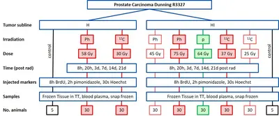 Das Diagramm zeigt eine Übersicht über ein Experiment zu Prostatakrebs (Dunning R3327). Es beinhaltet Informationen zu Tumorlinien, Bestrahlung, Dosen, Zeit nach Bestrahlung, injizierten Markern und entnommenen Proben, sowie der Anzahl der verwendeten Tiere.