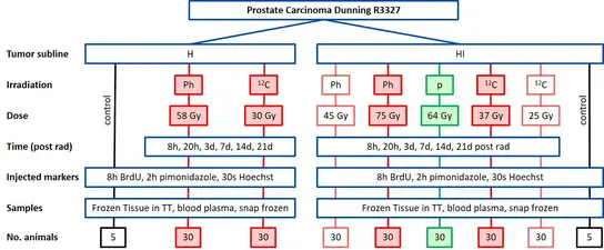 Das Diagramm zeigt eine Übersicht über ein Experiment zu Prostatakrebs (Dunning R3327). Es beinhaltet Informationen zu Tumorlinien, Bestrahlung, Dosen, Zeit nach Bestrahlung, injizierten Markern und entnommenen Proben, sowie der Anzahl der verwendeten Tiere.