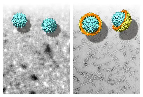 Elektronenmikroskopische Aufnahmen und 3D-Modelle von Nackednaviren aus einem afrikanischen Buntbarsch (links) und dem humanen Hepatitis-B-Virus (rechts).